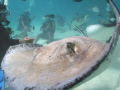   Comin ya.......Stingray City 2007 DC500 yaStingray ya Stingray  
